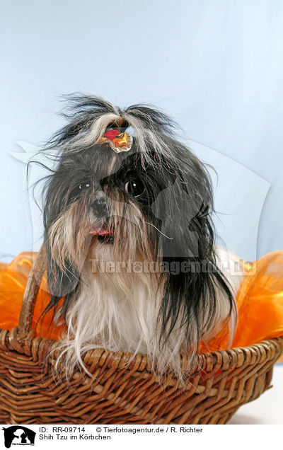 Shih Tzu im Krbchen / Shih Tzu in basket / RR-09714