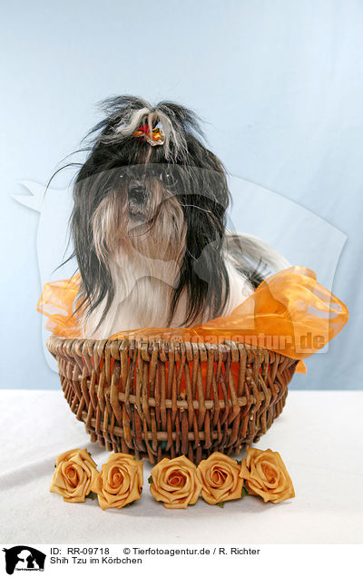 Shih Tzu im Krbchen / Shih Tzu in basket / RR-09718