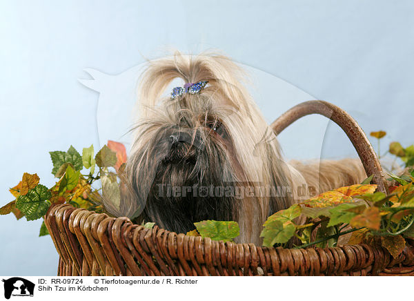 Shih Tzu im Krbchen / Shih Tzu in basket / RR-09724