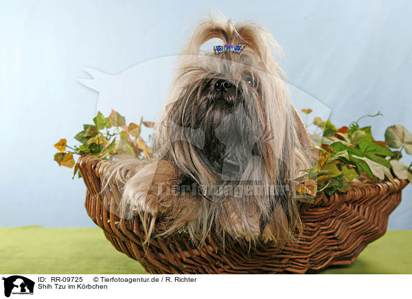 Shih Tzu im Krbchen / Shih Tzu in basket / RR-09725