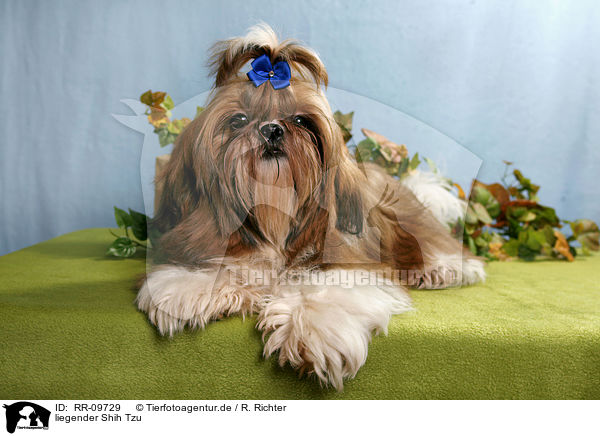 liegender Shih Tzu / lying Shih Tzu / RR-09729