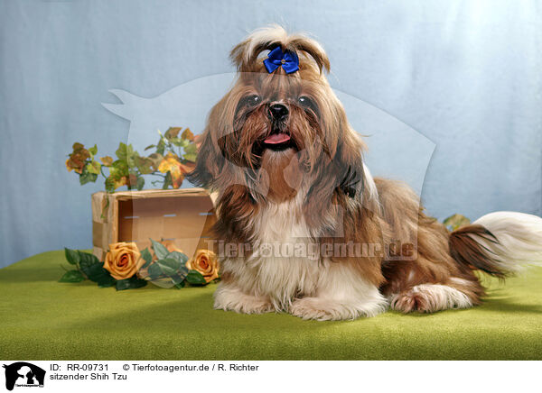 sitzender Shih Tzu / sitting Shih Tzu / RR-09731