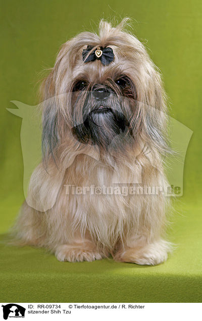sitzender Shih Tzu / sitting Shih Tzu / RR-09734