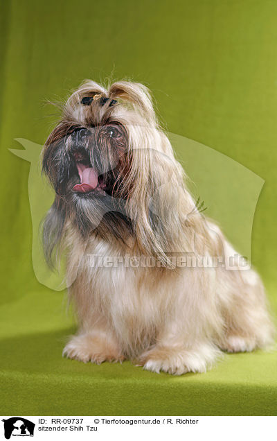 sitzender Shih Tzu / sitting Shih Tzu / RR-09737