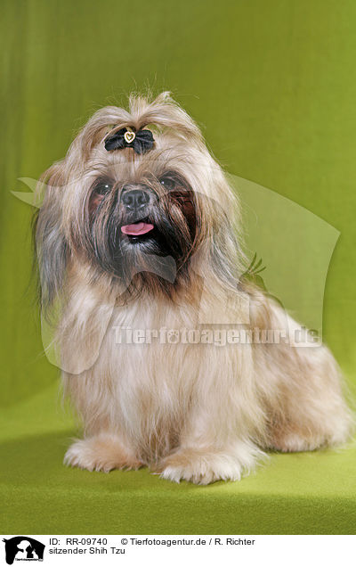 sitzender Shih Tzu / sitting Shih Tzu / RR-09740