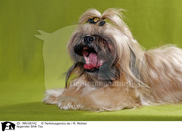 liegender Shih Tzu / lying Shih Tzu / RR-09742