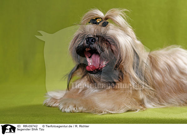 liegender Shih Tzu / RR-09742