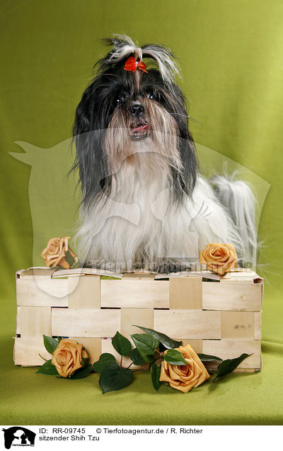 sitzender Shih Tzu / sitting Shih Tzu / RR-09745