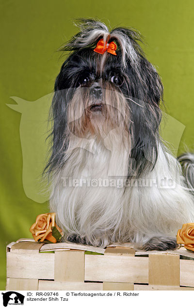 sitzender Shih Tzu / RR-09746