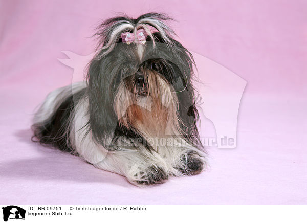 liegender Shih Tzu / lying Shih Tzu / RR-09751