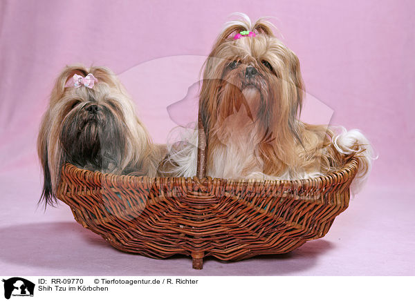 Shih Tzu im Krbchen / Shih Tzu in basket / RR-09770