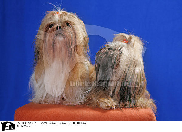 Shih Tzus / Shih Tzus / RR-09816
