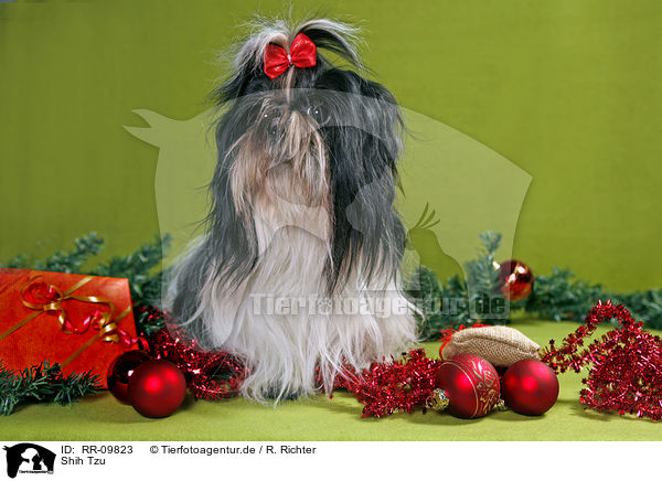 Shih Tzu / RR-09823