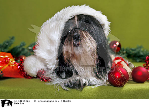 Shih Tzu / RR-09825