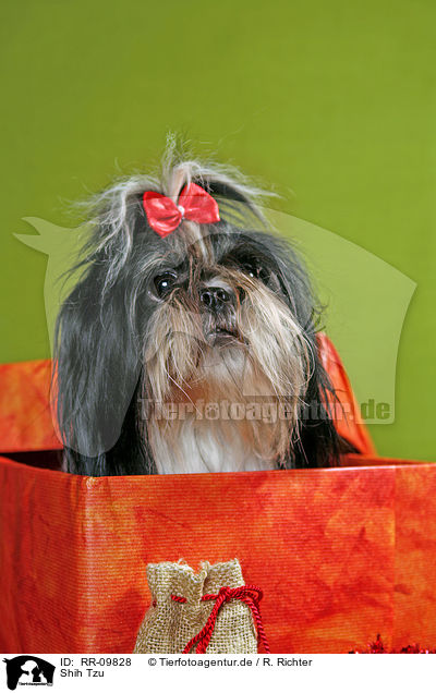 Shih Tzu / RR-09828