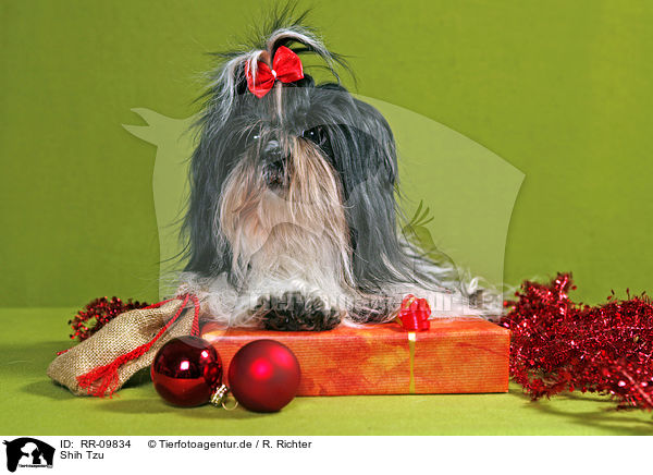 Shih Tzu / RR-09834