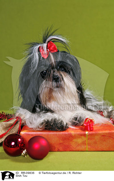 Shih Tzu / Shih Tzu / RR-09836