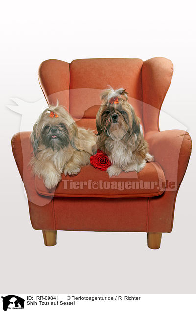 Shih Tzus auf Sessel / RR-09841