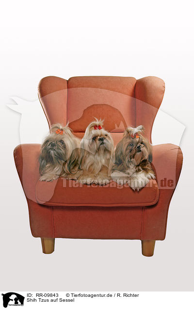 Shih Tzus auf Sessel / RR-09843