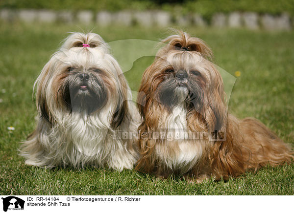 sitzende Shih Tzus / sitting Shih Tzus / RR-14184