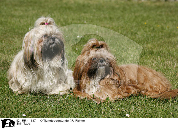 Shih Tzus / RR-14187