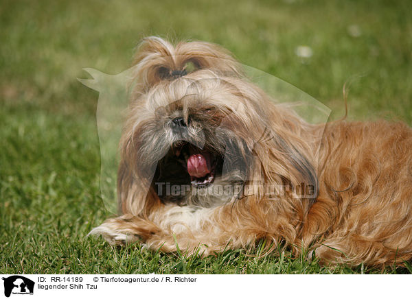 liegender Shih Tzu / lying Shih Tzu / RR-14189