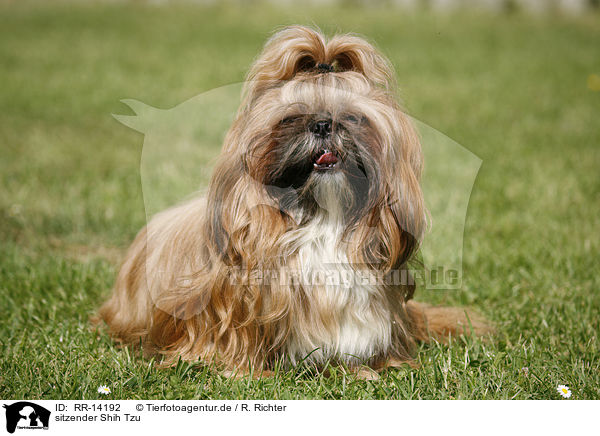 sitzender Shih Tzu / sitting Shih Tzu / RR-14192