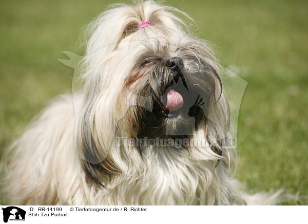 Shih Tzu Portrait / Shih Tzu Portrait / RR-14199