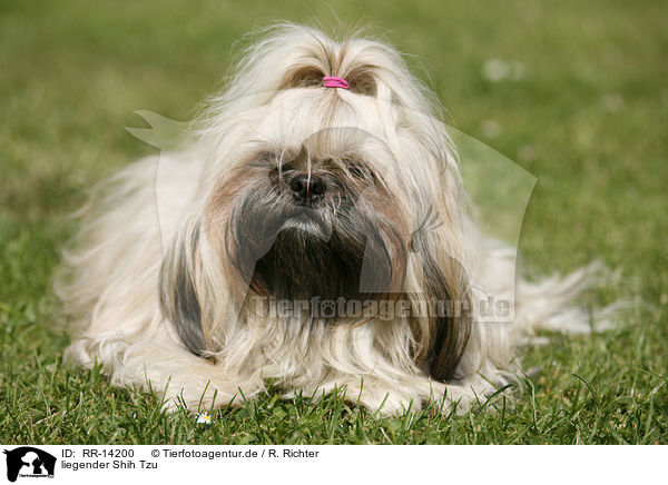 liegender Shih Tzu / lying Shih Tzu / RR-14200