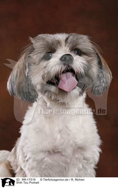 Shih Tzu Portrait / RR-17516