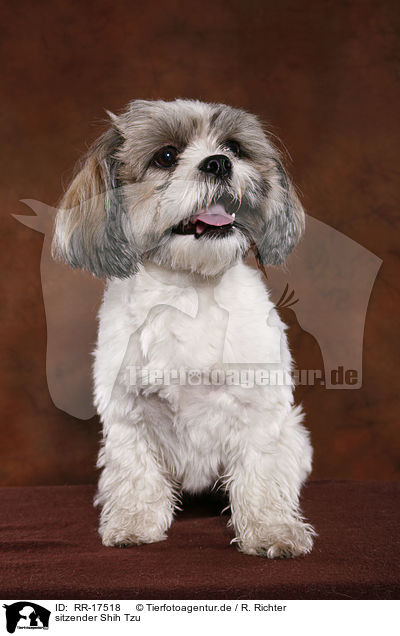 sitzender Shih Tzu / RR-17518