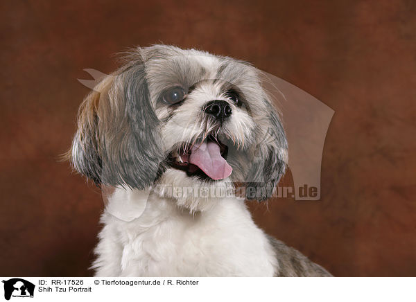Shih Tzu Portrait / RR-17526