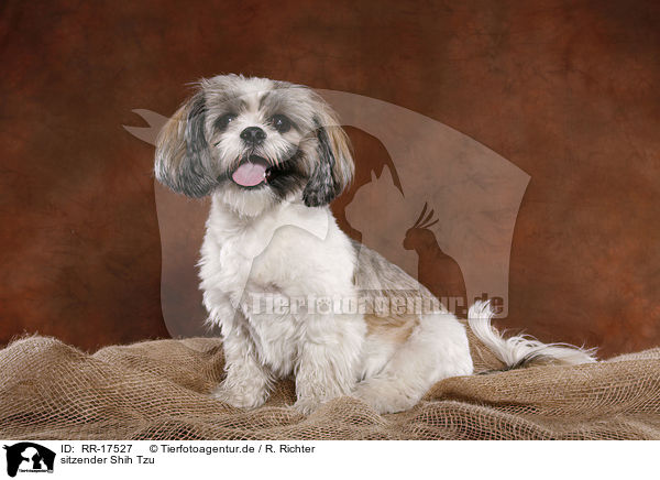 sitzender Shih Tzu / RR-17527
