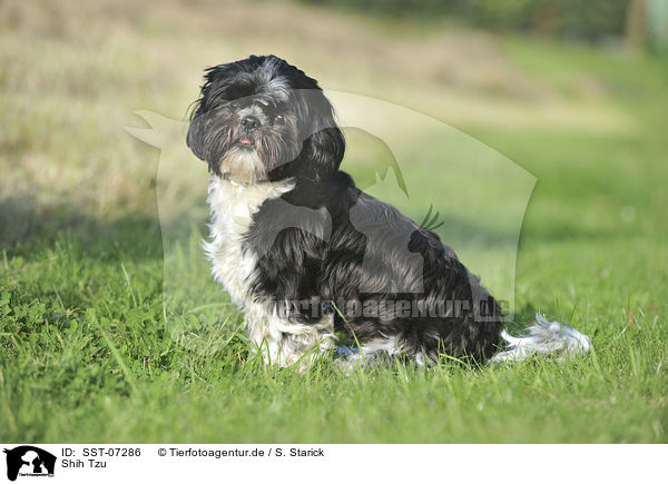 Shih Tzu / Shih Tzu / SST-07286