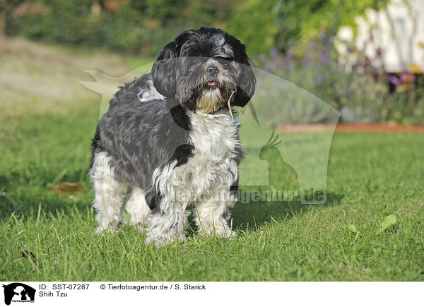 Shih Tzu / SST-07287