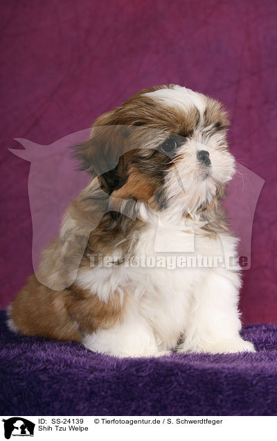 Shih Tzu Welpe / Shih Tzu Puppy / SS-24139