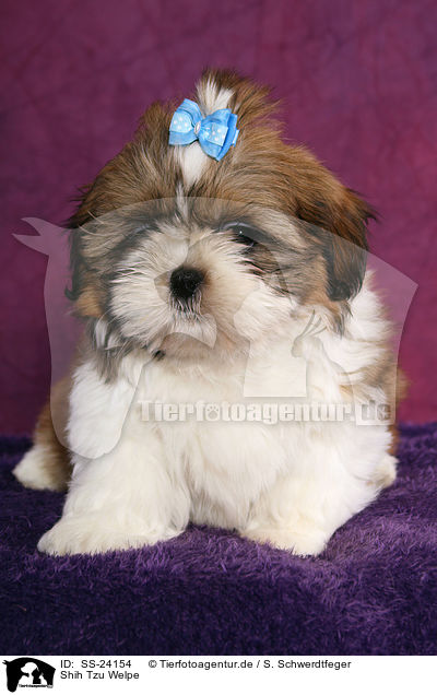 Shih Tzu Welpe / Shih Tzu Puppy / SS-24154