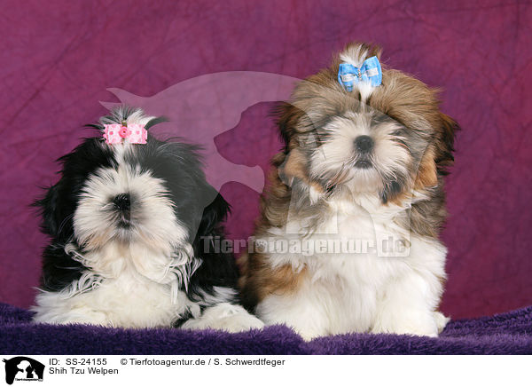 Shih Tzu Welpen / SS-24155