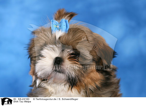 Shih Tzu Welpe / Shih Tzu Puppy / SS-24160