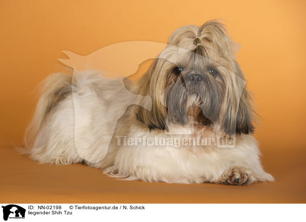 liegender Shih Tzu / lying Shih Tzu / NN-02198