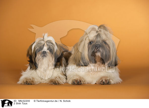 2 Shih Tzus / 2 Shih Tzus / NN-02200