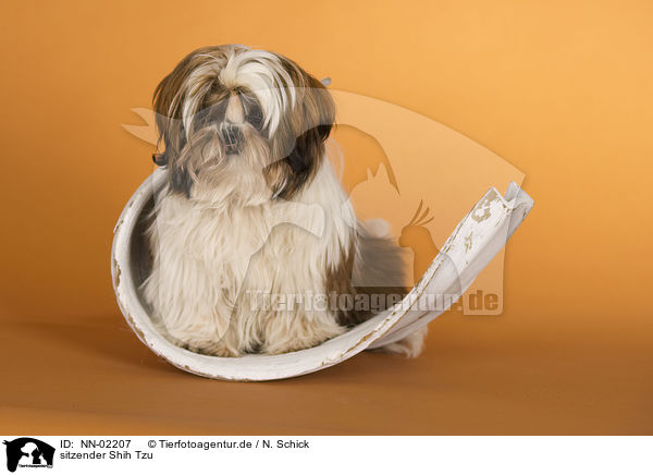 sitzender Shih Tzu / NN-02207