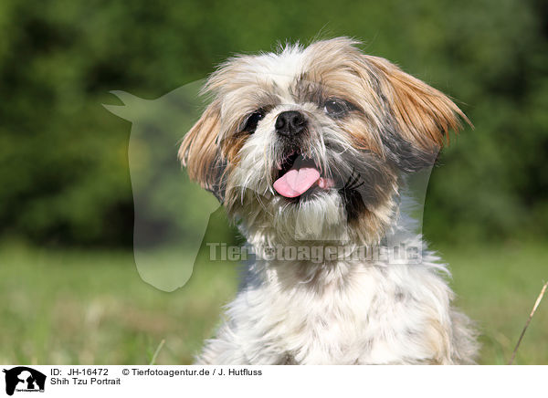 Shih Tzu Portrait / JH-16472