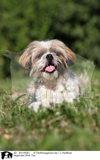 liegender Shih Tzu / lying Shih Tzu / JH-16481