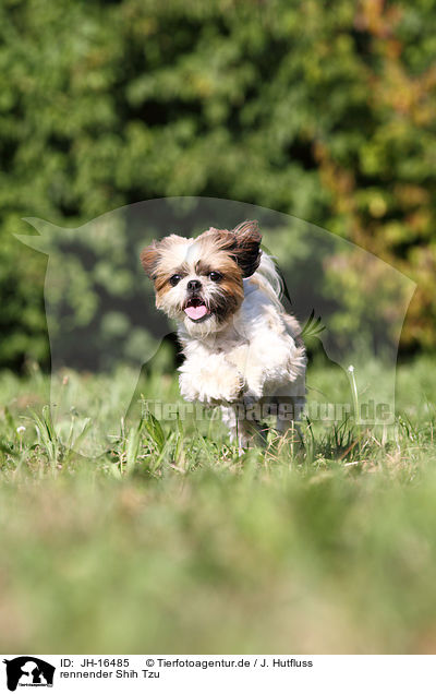 rennender Shih Tzu / JH-16485