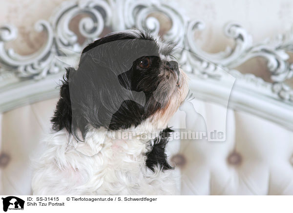 Shih Tzu Portrait / Shih Tzu Portrait / SS-31415