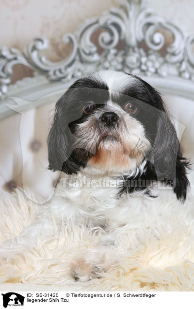 liegender Shih Tzu / lying Shih Tzu / SS-31420
