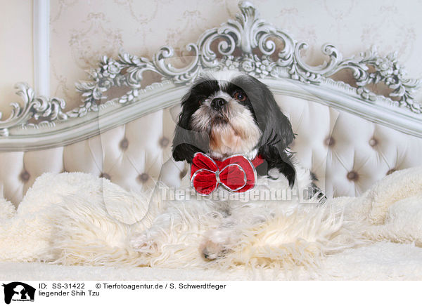 liegender Shih Tzu / lying Shih Tzu / SS-31422