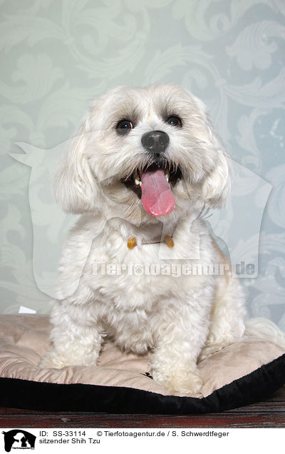 sitzender Shih Tzu / sitting Shih Tzu / SS-33114