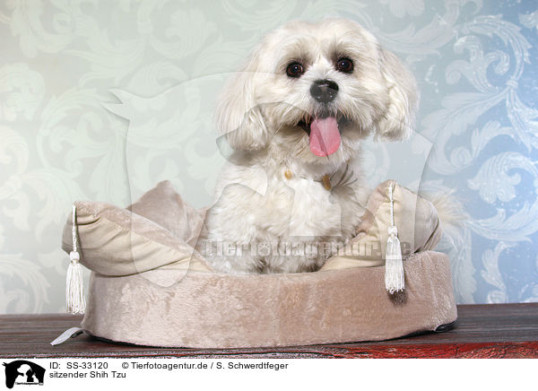 sitzender Shih Tzu / sitting Shih Tzu / SS-33120